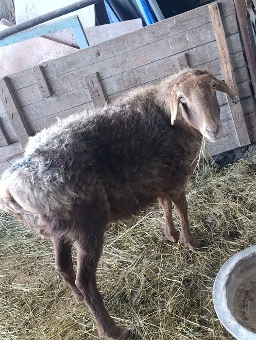 Баран ярочка на продажу