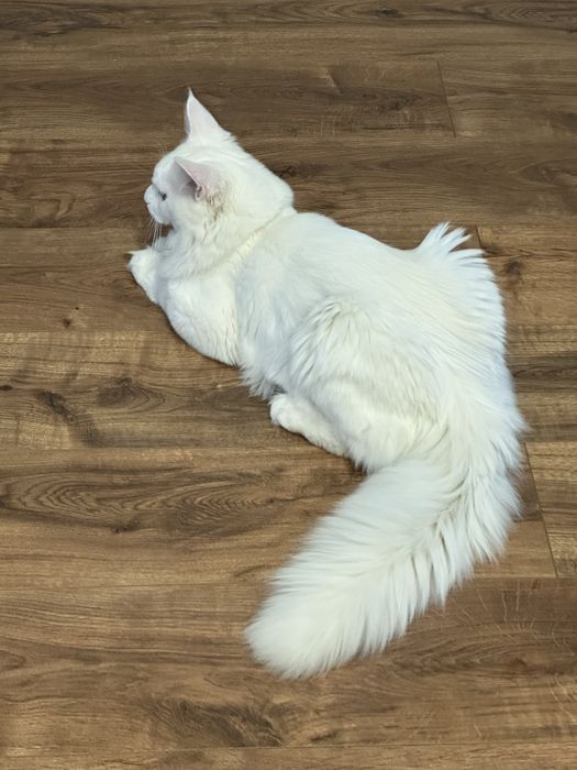 Мейн-кун на случку