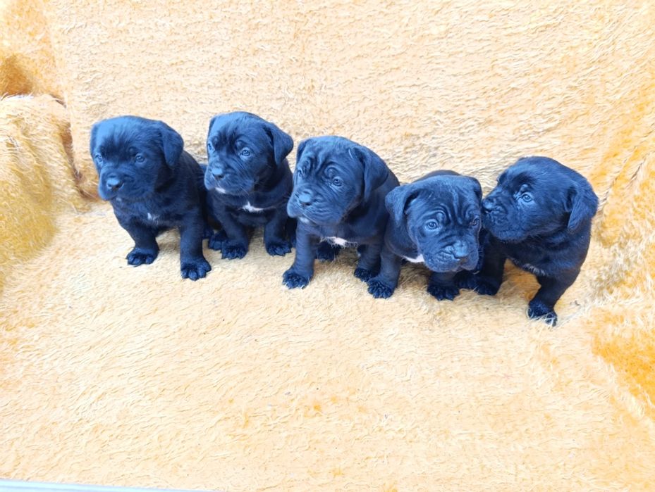 Кане Корсо с Паспорт !