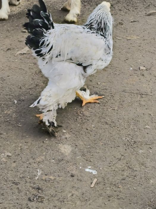 Vând cocoși brahma rasa pura sunt vaccinate