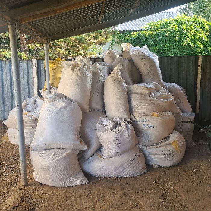 Апилка струшка из берёза