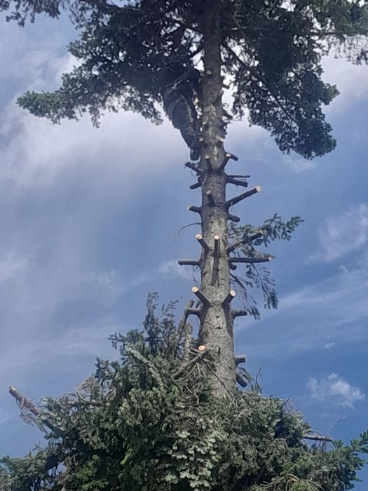 Toaletare evacure rezultat lemnos întreținere