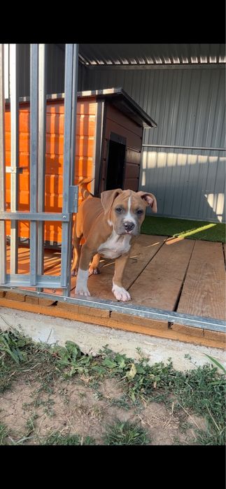 Femelă Amstaff cu pedigree