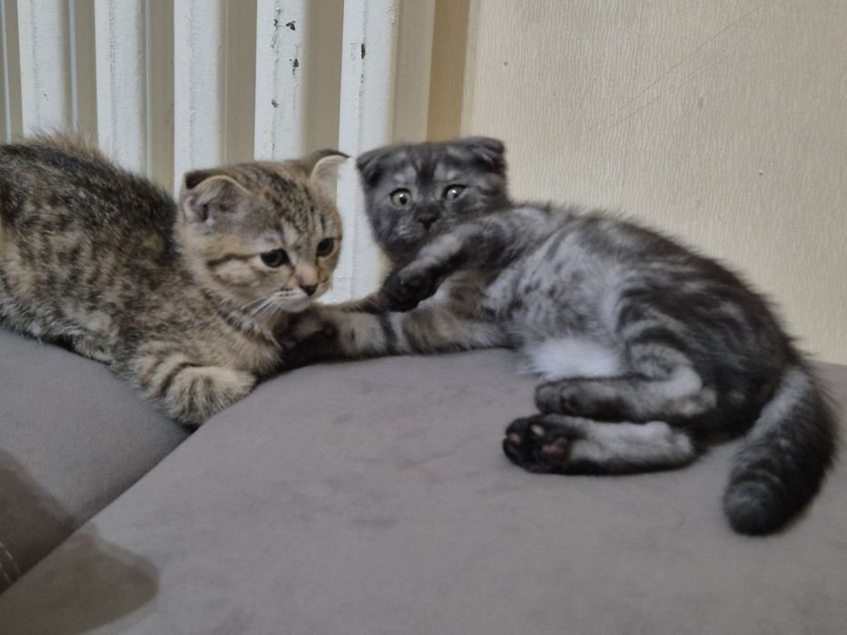 Продаётся котики вислоухо