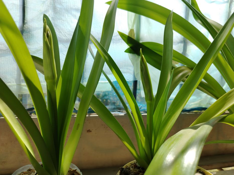 Белая лилия Панкрациум!Необыкновенный цветок!!