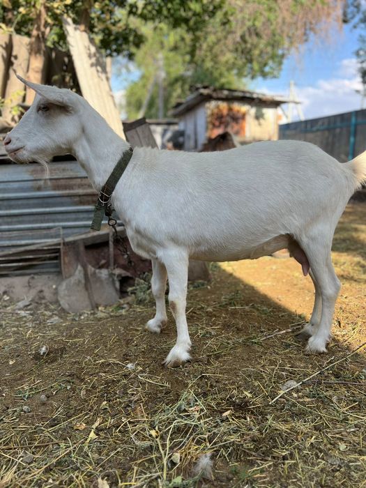 Зааненская коза, 2 года.