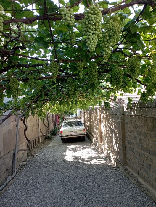 Archa kesish dorilash xizmati