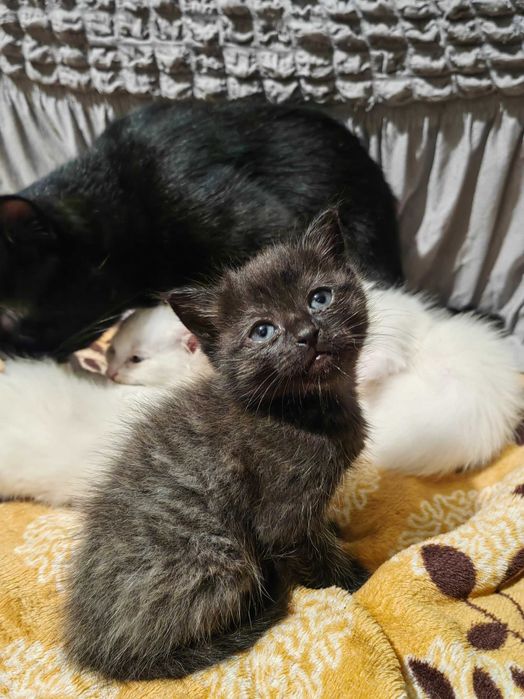 Котятки за шоколадку