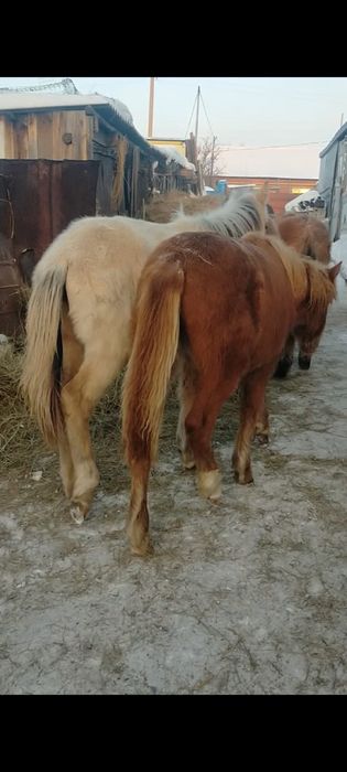 Жабагы 280 тыс доставка