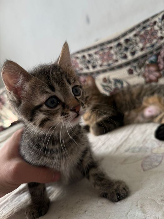 Отдам бесплатно 5кошки