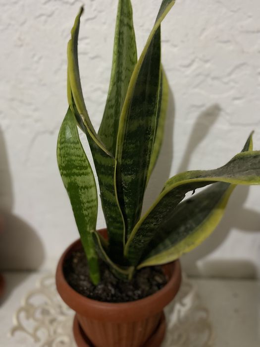 Цветы комнатные