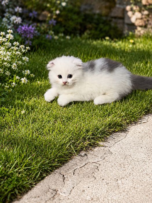 Продается котик 1.5 месяца