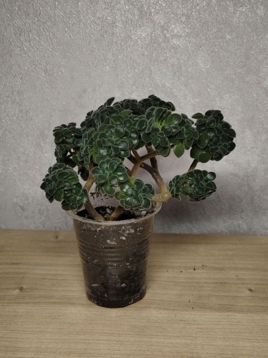 Аихризон растение