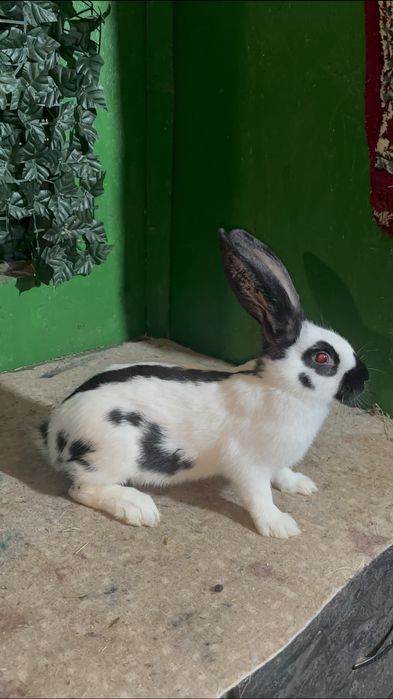 Masculași din rasa Fluture german