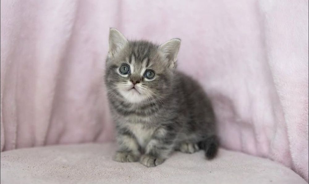 Серый окрас вискас 1.5 мес девочки