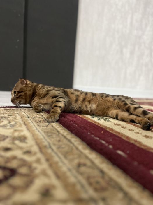 Бенгал ищет себе кошечку