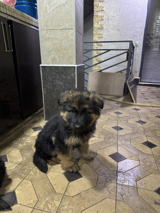 Щенки немецкой овчарки