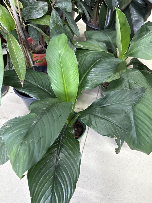 Женское счастье гигант