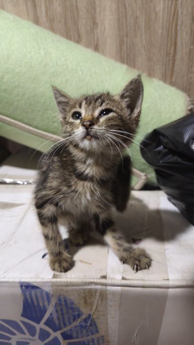 Отдаю котенка в хорошие руки