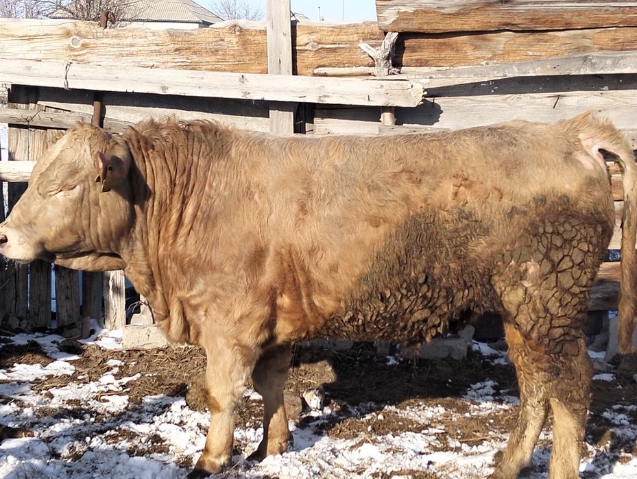 Продам бычка возраст 1,6 месяцев