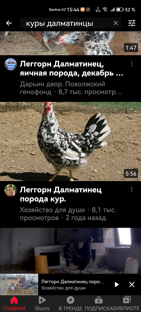 Порода кур леггорн, описание и фото | Chickens backyard, Pet chickens, Chickens and roosters