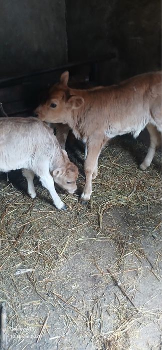 3 vitei de vanzare 53 de milioane