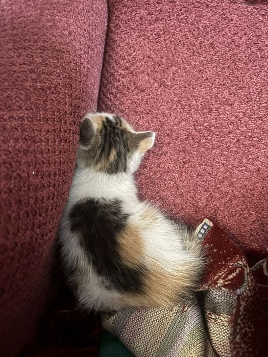 Отдам в добрые руки котят