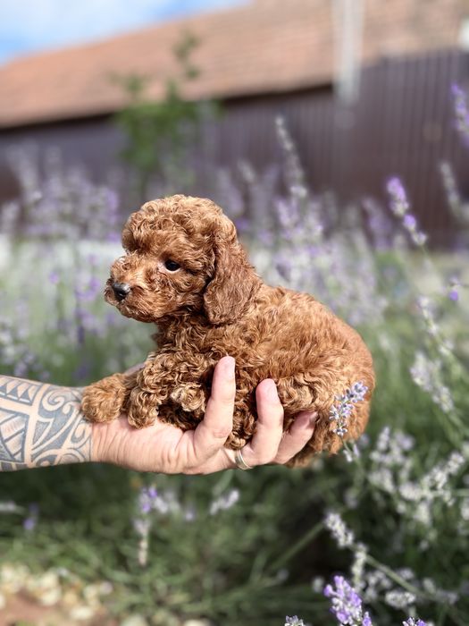 Pui de pudel/poodle/caniche