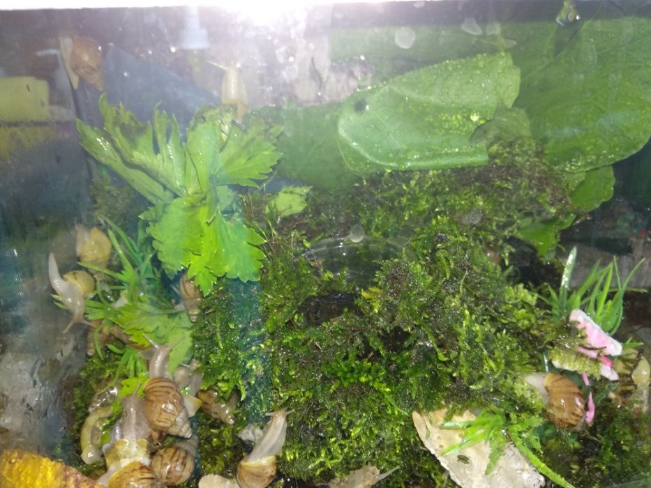 Мох   для   улиток