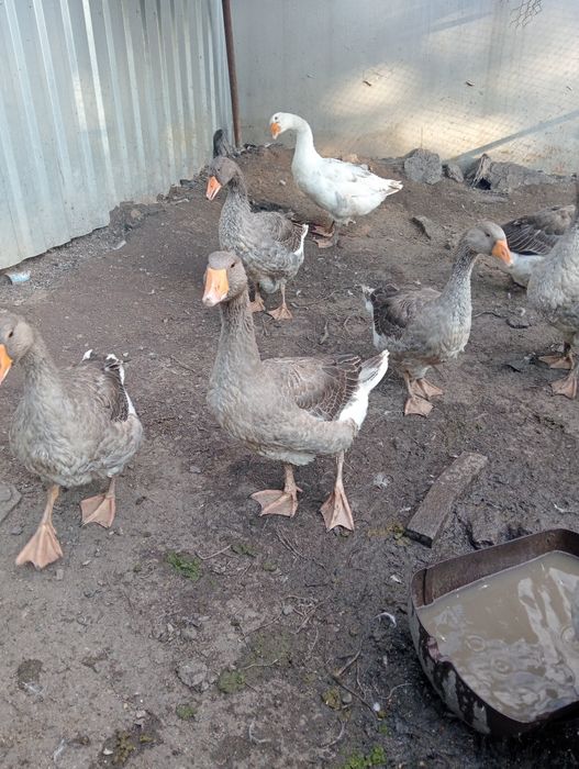 Продам петухов крупных и гусей