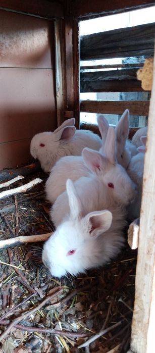 Продам кроликов фландер