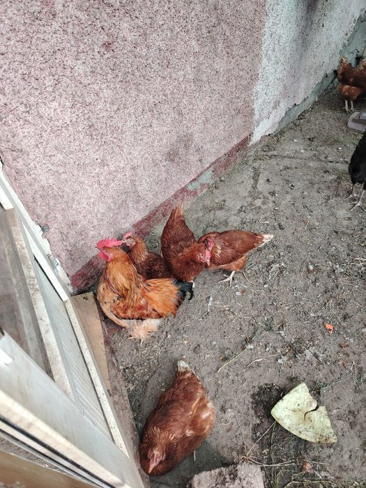 продам курей и петуха