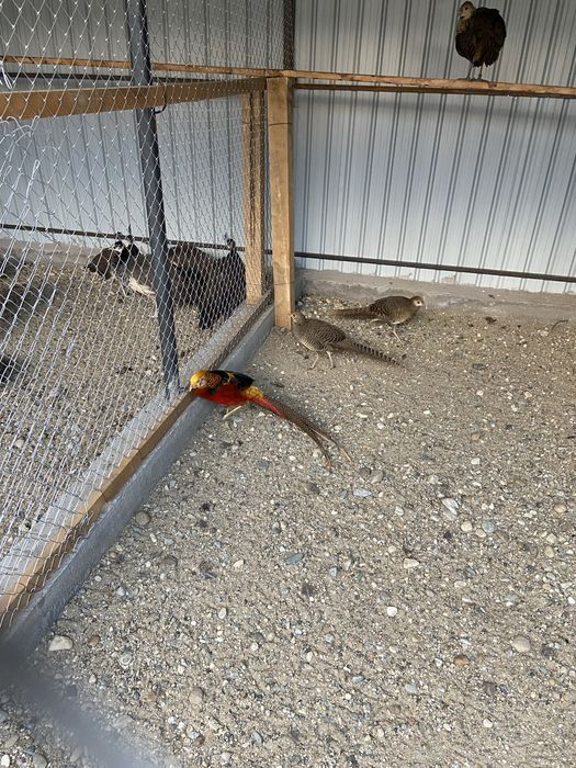 Fazanita  auriu pe rosu