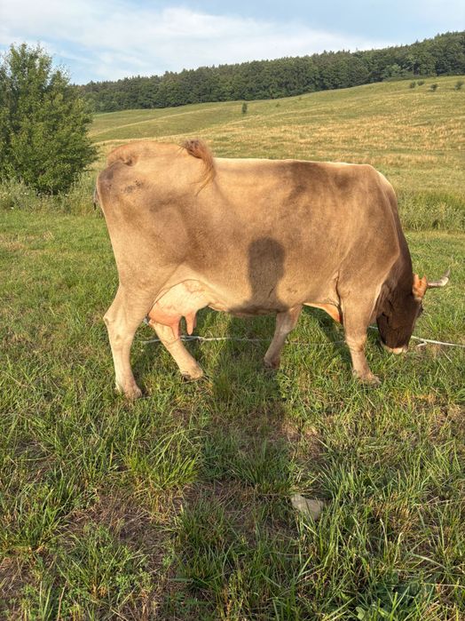 Vindem vaca cu vițel