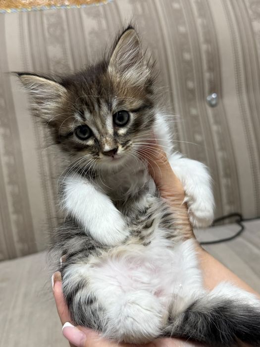 Котята в хорошие руки