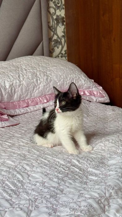 Черно-белый котенок, 2 месяца.