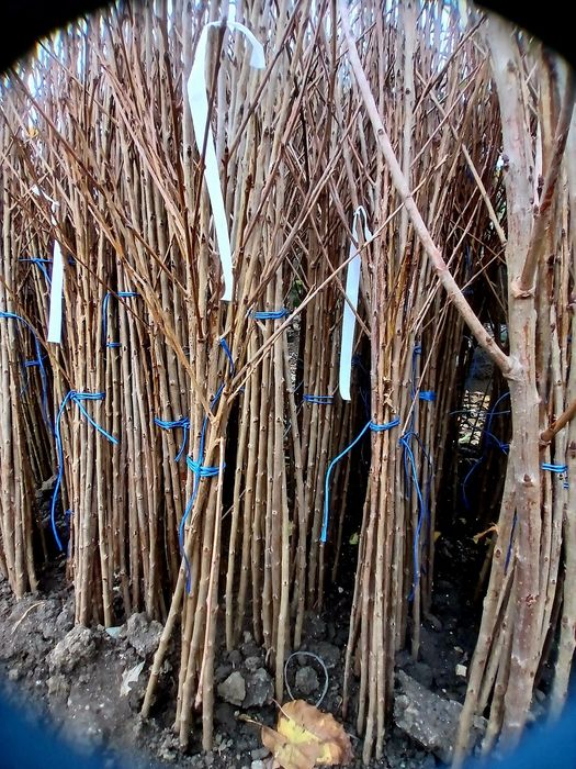 Pomi fructiferi certificați fitosanitar.