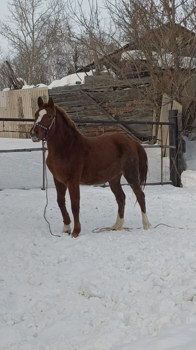 Кобыла 3года  Жеребая