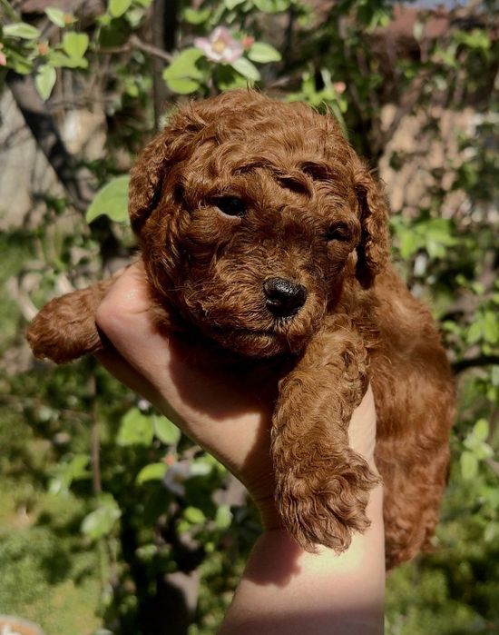 Щенок пудель, мальчик Ред Браун.