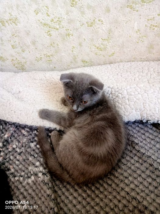 Отдам в добрые руки.