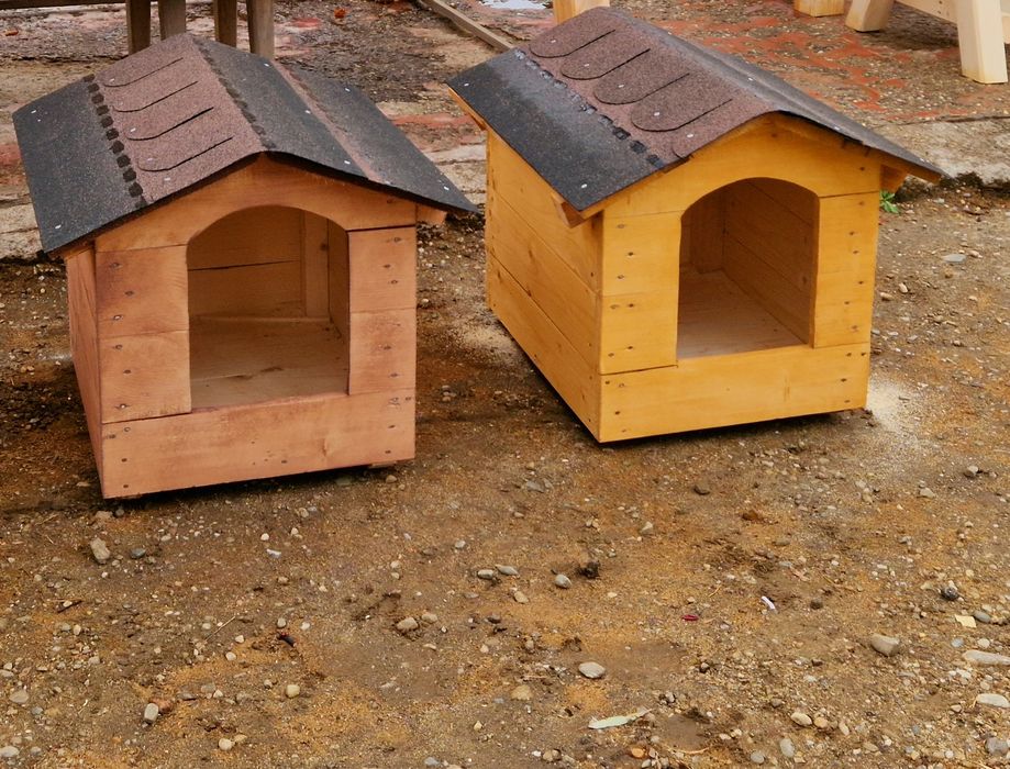 cotețe cățeluși și pisicuțe