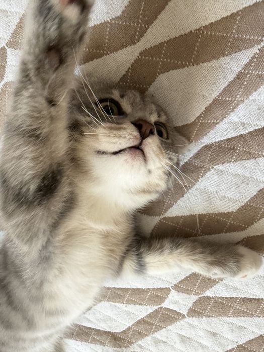 Вислоухий котенок