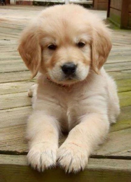 De vânzare Golden Retriever – 8 saptamani/Vaccinat, microcipat și cu Pedigree