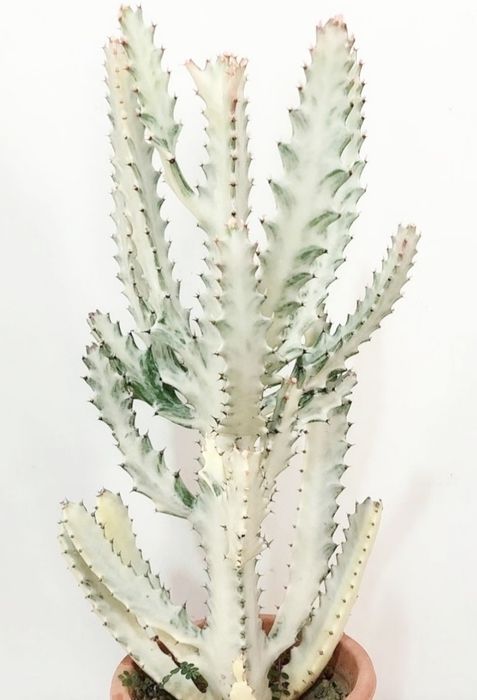 Euphorbia lactea White Ghost