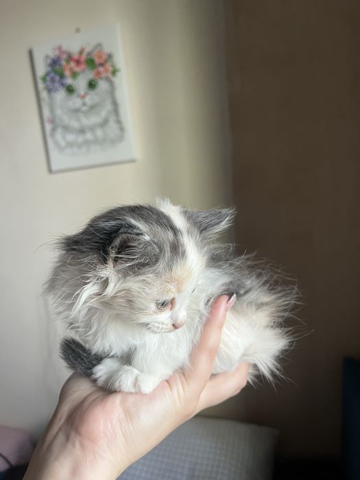 Котёнок в добрые руки, ищет дом