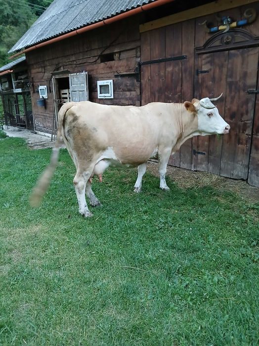 Vand vaca    .