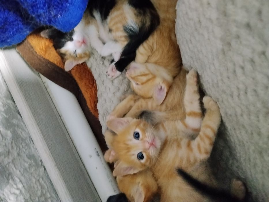 Котята-крысыловы