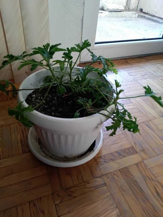 ПРОДАВАМ ДВУГОДИШНИ ИНДРИШЕТА   цена от 9 лв, до 35 лв