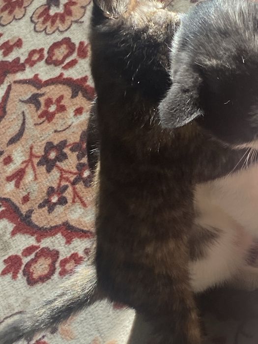 Котенок девочка