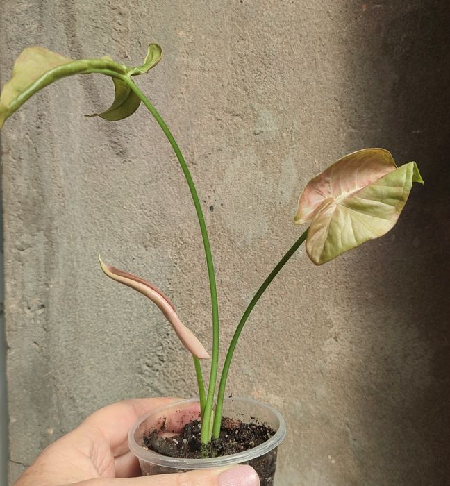 Сингониумы- растения комнатные